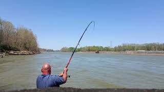 Snagging Asian Carp at Cheatham Dam [upl. by Akemeuwkuhc]