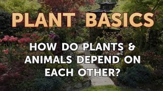 How Do Plants amp Animals Depend on Each Other [upl. by Kenji]