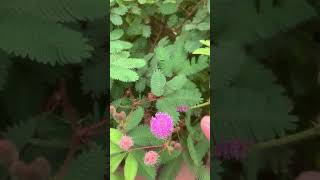 Mimosa pudica flowers [upl. by Nomolos]