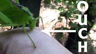 Katydids are Carnivores  bites Great Trinity Forest 1 [upl. by Merridie]