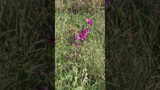 Lavatera flowers flower wildflowers wildplants relaxing relax nature relaxingflowers [upl. by Paine805]