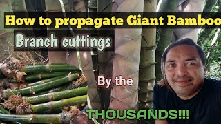 How to propagateroot the Giant Bamboo cuttings by the thousandsGiant Bamboo Nursery of Bukidnon [upl. by Arednaxela]