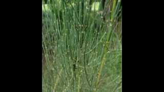 Ephedra Herb Health Benefits [upl. by Pantin]