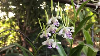 Dendrobium Antennatum dan Stratiotes [upl. by Anitnatsnok]