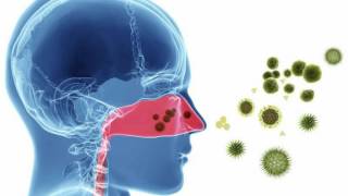 Difference Between Zyrtec Cetirizine and Claritin Loratadine [upl. by Cerallua]