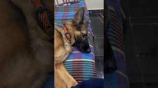 Mujhe koi farak nahi padti 🤭viralvideo youtubeshorts germanshepherd [upl. by Lamrert]