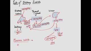 Thyroid Hormone [upl. by Eisenstark]