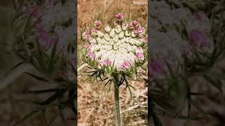 Daucus carota ή Δαύκος το καρότο άγριο καρότο [upl. by Eltsirk937]