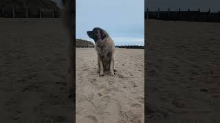 A LEONBERGER LOVES TO TALK leonberger dog funny beach [upl. by Gilemette]