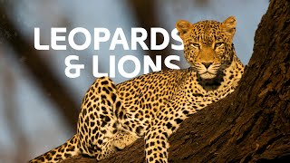 From Leopards To Lions The Feline Predators Ruling Their Kingdoms  Wildlife Documentary [upl. by Doralin]