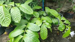 Pruning Banaba Tree in Container Lagerstroemia Speciosa Pride of India Tree [upl. by Bay602]