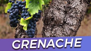 Worlds Best Grenache [upl. by Kaile]