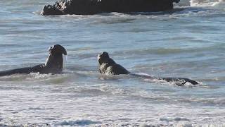 Elephant seal battle [upl. by Aicena]