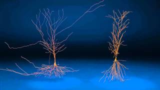 A CA3 and CA1 pyramidal cell [upl. by Bortz]