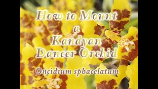 How to Mount a Kandyan Dancer Orchid Oncidium sphacelatum [upl. by Seiden]