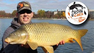 How to catch carp  carp fishing tips and techniques  carp bait [upl. by Albertson645]