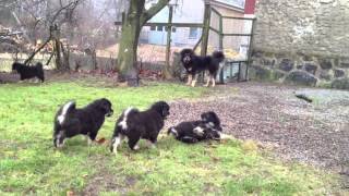 Our Tibetan mastiff puppies playing with Ami and father Bagro [upl. by Yssim]