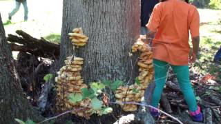 Chicken of the Woods Growing From a dead Ash Tree in Ohio [upl. by Ayifa]