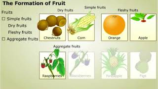 Development of Embryo and Formation of Fruit [upl. by Rebmit]