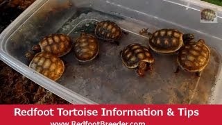 Redfoot Tortoise Hatchling Care Tutorial [upl. by Zuliram]