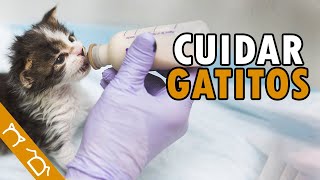 Como Cuidar Un Gato Cachorro [upl. by Nylaret]