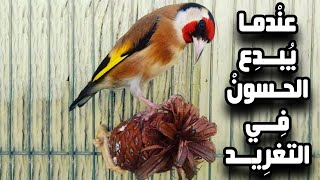 تغريد موقنين مبدع  صوت ممتاز  اسمع و احكم عليه [upl. by Chill54]