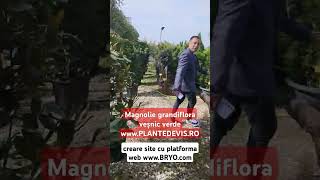 Magnolie grandiflora veșnic verde creare site cu platforma web wwwbryocom [upl. by Inod728]