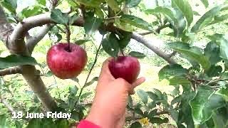 QUALITY on M7 M106 M111 Rootstock  Gala Orchard Apples Best Production  Tall Spindle  Himachal [upl. by Pelligrini]