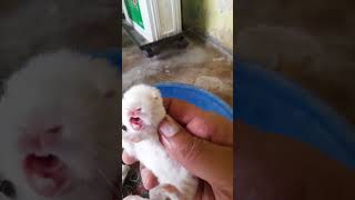 cute rabbit baby screaming [upl. by Assirehc]