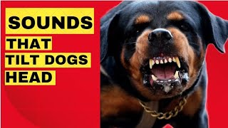 Sounds That Make Dogs Tilt Their Head  GUARANTEED Dog barking Compilation 🤔 [upl. by Jasmin]