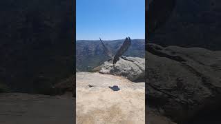 Slowmotion of the Cinereous Vulture quotGerêsquot released in Portugal [upl. by Lief]