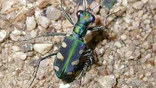 ヤツボシハンミョウ Cicindela aurulenta [upl. by Iamhaj]