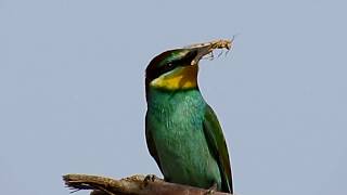 European beeeater nesting in Cyprus Merops apiaster Μελισσοφάγος [upl. by Formica]