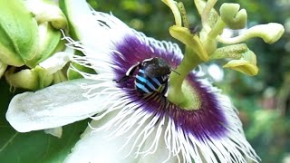 Blue Banded Bee Indian Honey Bee Indian Stingless Bee Various honey bees on passion fruit flower [upl. by Zigrang]