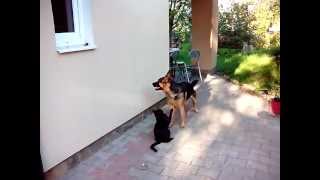 Puppy vs Cat [upl. by Othello]