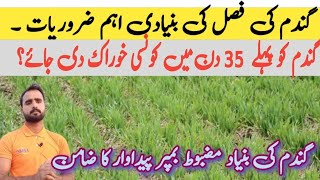 Requirements of wheat crop for first 30 days  agriculture information by Taseen [upl. by Namus]