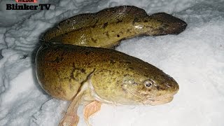 Eisangeln auf Quappen in Norwegen  Zielsicher mit Fischfetzen fangen HD [upl. by Moran630]