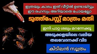 ടൂത്ത്പേസ്റ്റ് മതി ഇനി വീട്ടിൽ പാറ്റ ശല്യം ഉണ്ടാവില്ല How to get rid cockroaches [upl. by Ruphina]