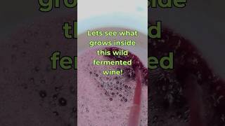 Lets see what yeasts are growing inside wild fermented wine wildfermentation winemaking yeast [upl. by Arodasi]