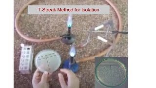 Bacterial Isolation T streak Method [upl. by Bathsheba925]