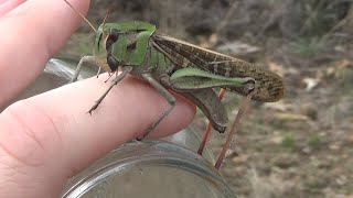 Langosta migratoria Locusta migratoria La octava plaga GONZALO [upl. by Annwahs]