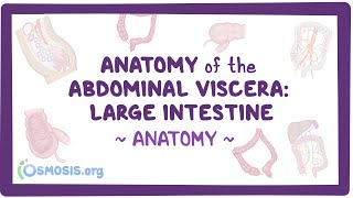 Anatomy of the abdominal viscera Large intestine [upl. by Valda]