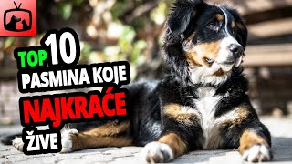 🐕 Psi Koji Najkraće Žive – TOP 10 Pasmina Pasa Koje Najkraće Žive [upl. by Nizam641]