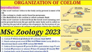 Organization Of Coelom  MSc 1st Semester Zoology  Types of Coelom  Coelomate amp Pseudocoelomate [upl. by Aliuqehs704]