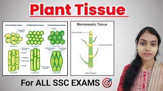 Plant Tissue  Biology Plant Tissue for SSC Exams  SSC GK [upl. by Anital450]