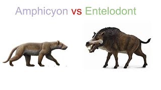 Amphicyon vs Entelodont 2019 [upl. by Josiah565]