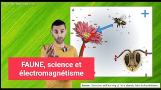 FAUNE science et électromagnétisme électroculture [upl. by Paten]