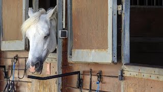 ¿Secta ¿Ritual satánico El misterioso caso de los caballos mutilados en Francia [upl. by Thurlough239]