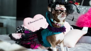 Britains Most Pampered Chihuahua [upl. by Moht]