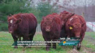 Hereford Limangus y Shorthorn [upl. by Rowena965]